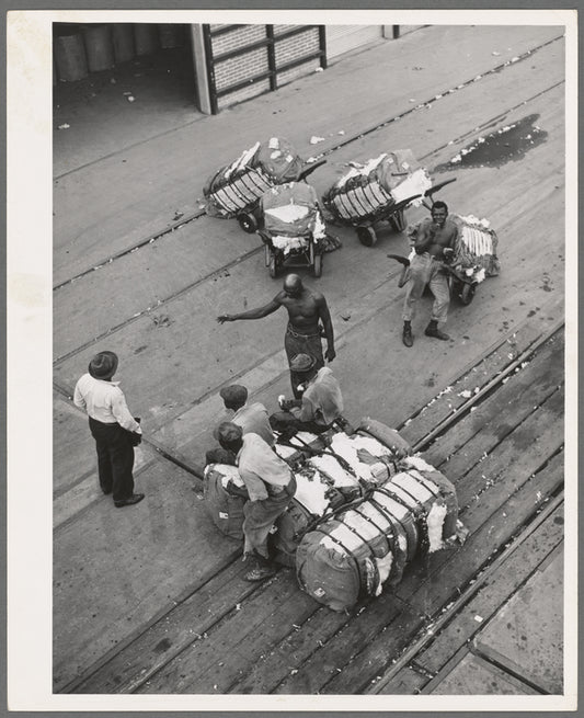 Longshoremen at the cotton docks. Port of Houston, Texas
