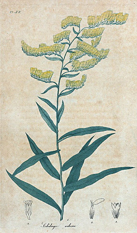 Solidago odora. (Sweet scented Golden rod).