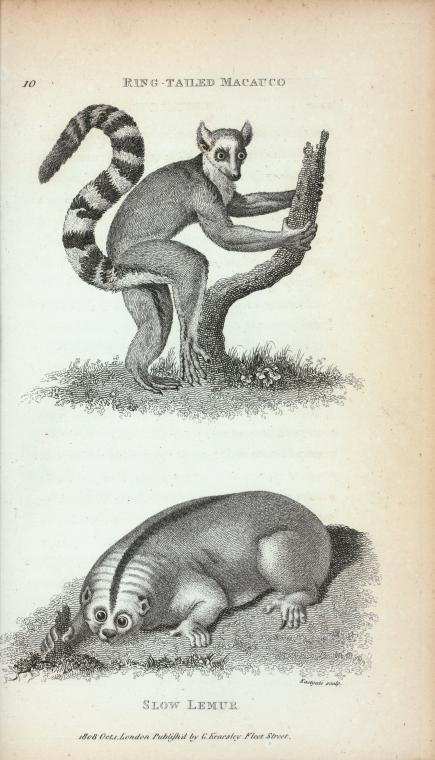 Ring-tailed Macauco, Slow Lemur