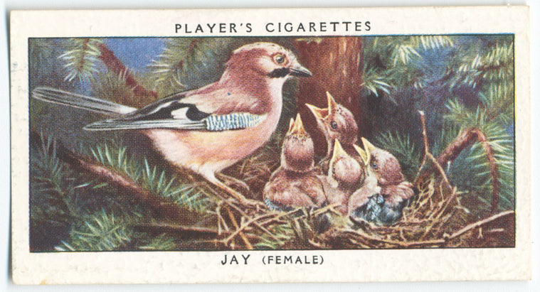 Jay (female).