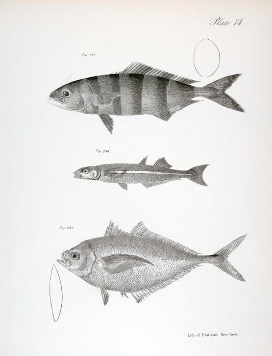 235. The Common Pilot-fish (Naucrates ductor). 236. The Slender Silverside (Atherina menidia). 237. The Greenish Seriole (Seriola cosmopolita).