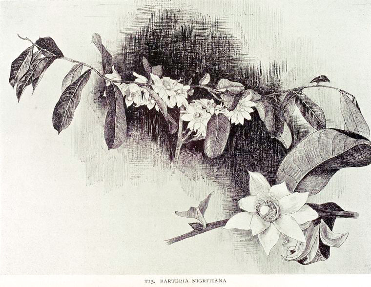 Barteria nigritiana