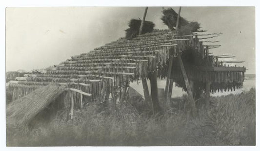 Indian Method of Drying Salmon, Alaska.