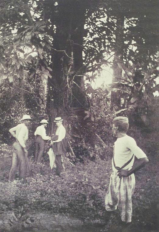 A rubber - producing fig tree: probably ficus vogelii.