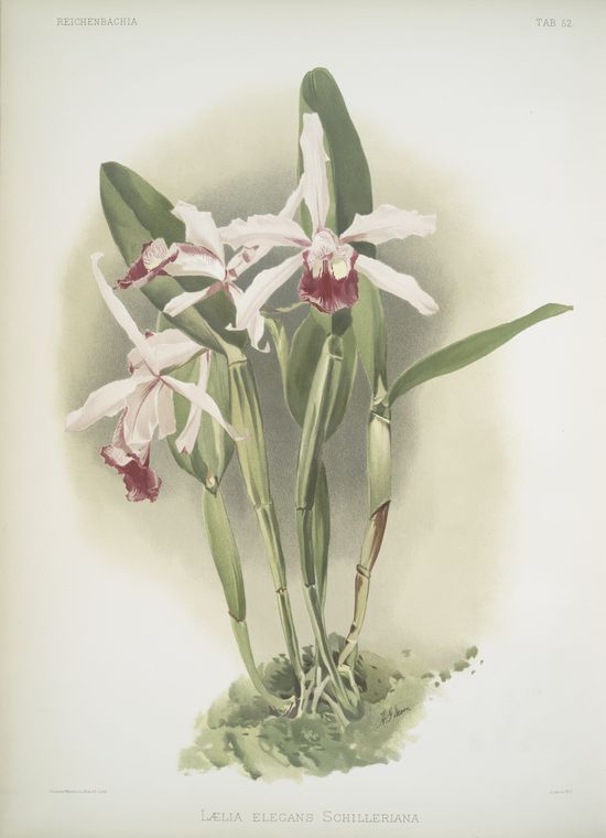 Lælia elegans schilleriana.