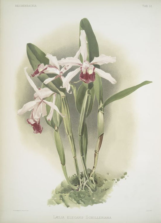 Lælia elegans schilleriana.