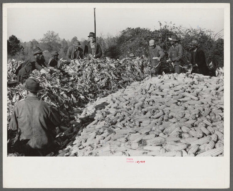 Corn shucking on farm near the Fred Wilkins place, Granville County, North Carolina