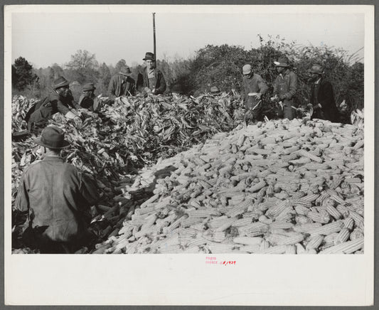Corn shucking on farm near the Fred Wilkins place, Granville County, North Carolina