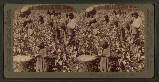 Cotton is king - A plantation scene, Georgia.