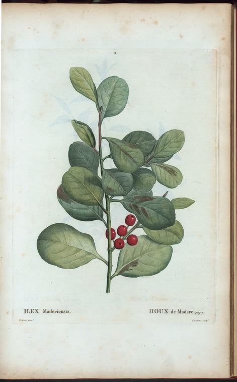 Ilex Maderiensis = Houx de Madere.