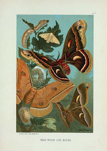 Silk-Worm, and Moths.
