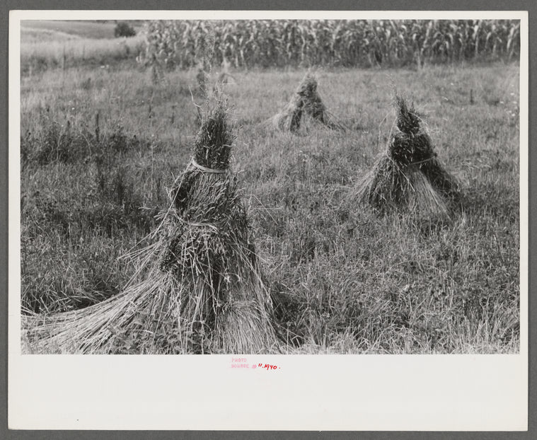 Orchard grass ready to be threshed. Oldham County, Kentucky