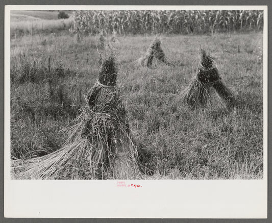 Orchard grass ready to be threshed. Oldham County, Kentucky