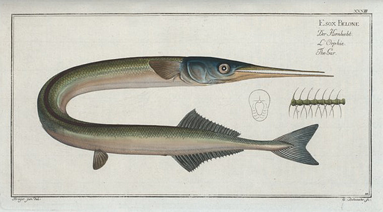 Esox Belone, The Gar.