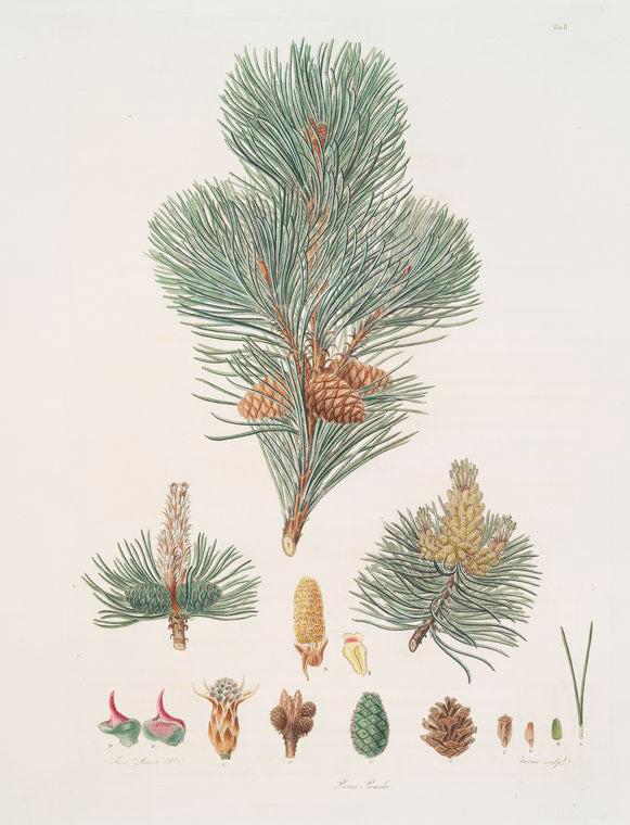 Pinus pumilio = The mugho, or Mountain pine.
