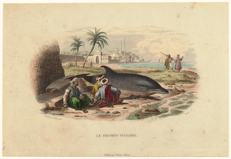 Le dauphin vulgaire