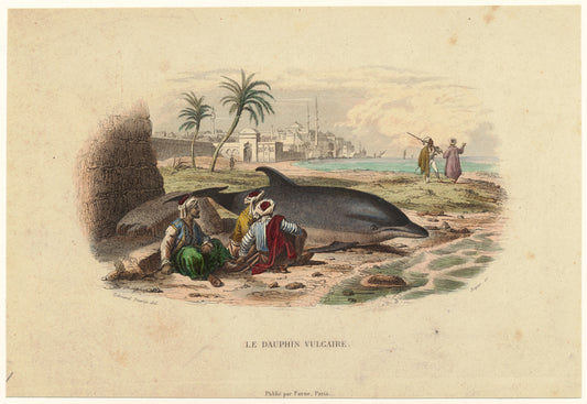 Le dauphin vulgaire