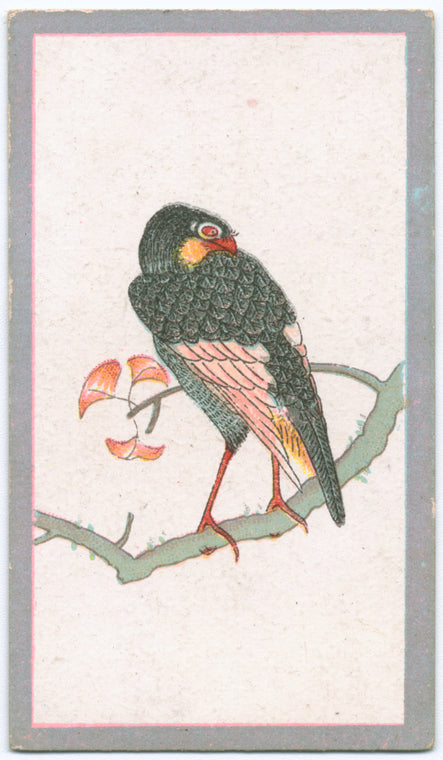 Birds of the East.