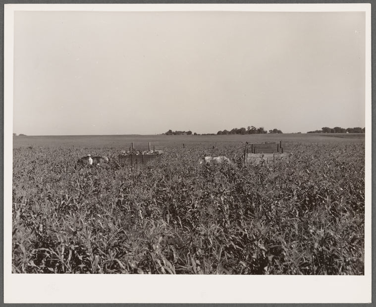 Harvesting sweet corn. Ryken farm, Hardin County, Iowa