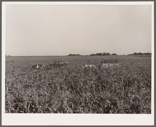 Harvesting sweet corn. Ryken farm, Hardin County, Iowa