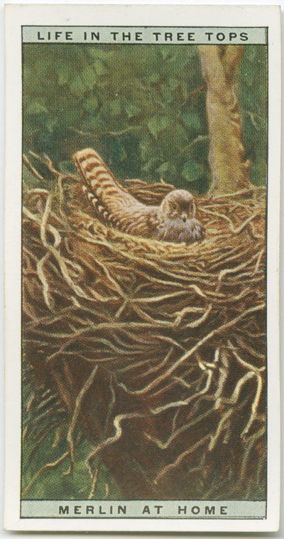 Merlin at home
