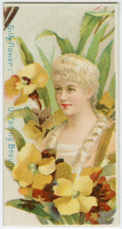 Gilly-flower, unfading beauty.