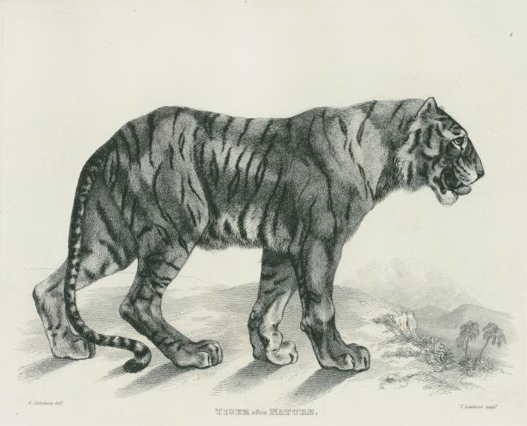 Tiger, after nature.