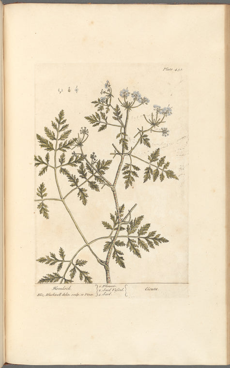 Hemlock