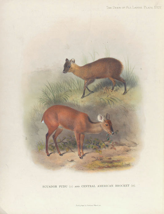 Ecuador Pudu (1) and Central American Brocket (2)