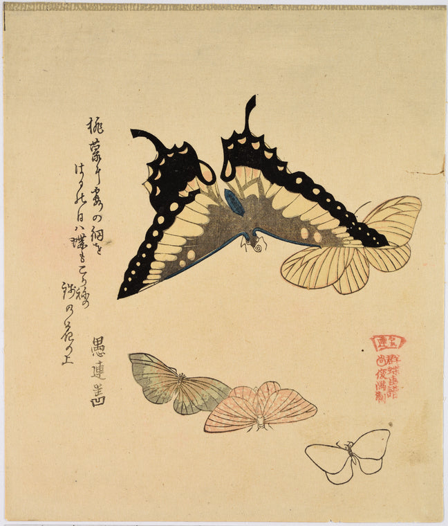 Butterflies and moths