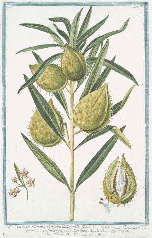 Apocynum, maritimum, Venetum, Salicis folio, flore albo = Tithymalus maritimus, sive Esularara e Lio Venetum Insula, flore albo = Pianta della Seta = Apocin.