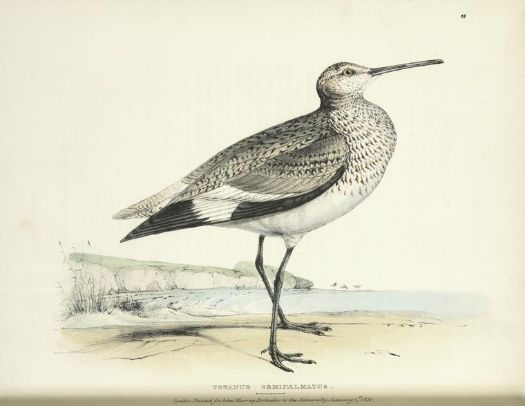 Totanus semipalmatus, male.