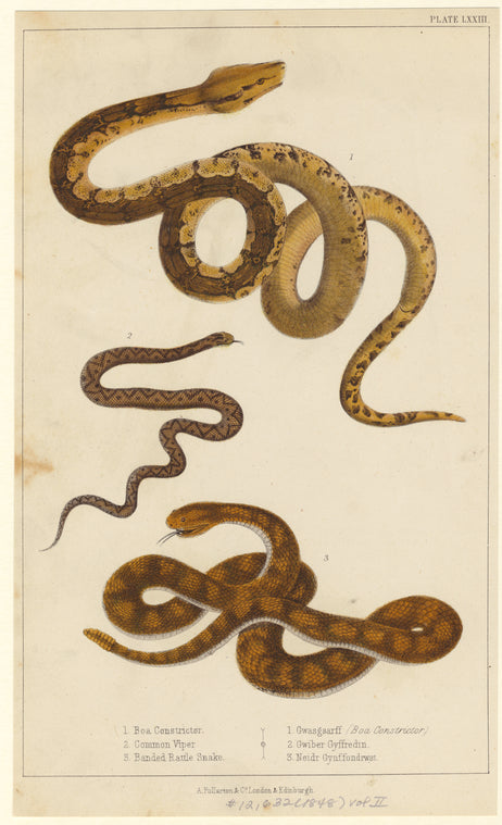 Boa constrictor ; Commen viper ; Branded rattle snake