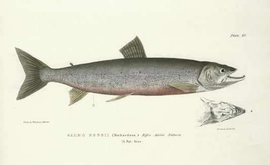 Salmo Rossi. Ross's Arctic Salmon. 163