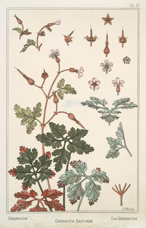 Geranium sauvage