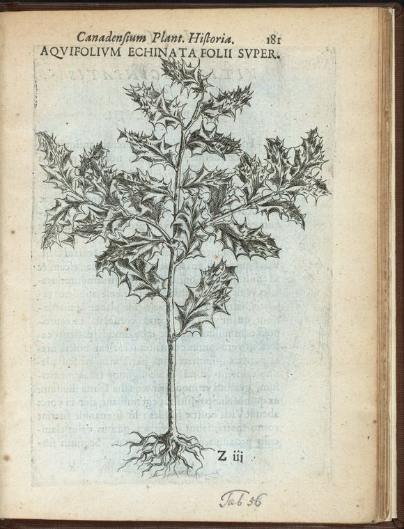 Aquifolium echinata folÿ superficie.