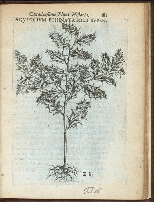 Aquifolium echinata folÿ superficie.