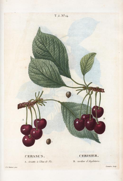 Cerasus = Cersier. A. Groitte à l'Eau de Vie. B. Tardive d'Angleterre.