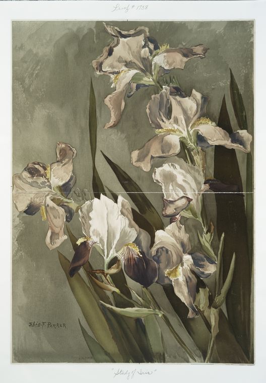 Study of iris.
