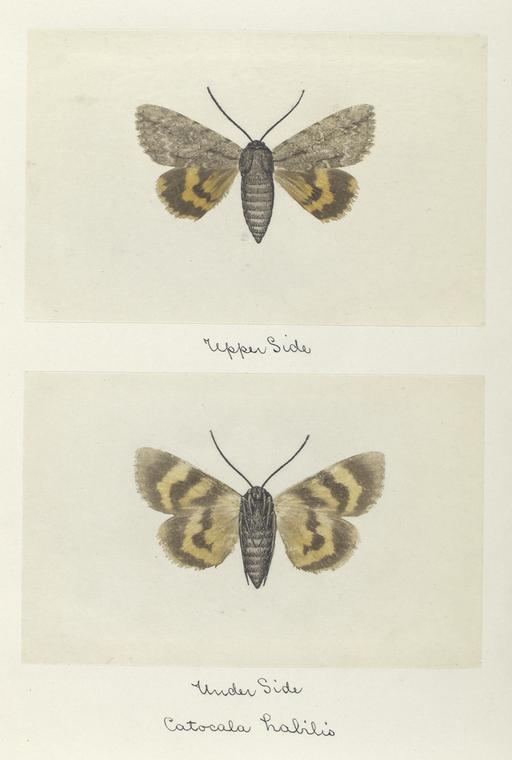 Catocala habilis (upper side; under side).