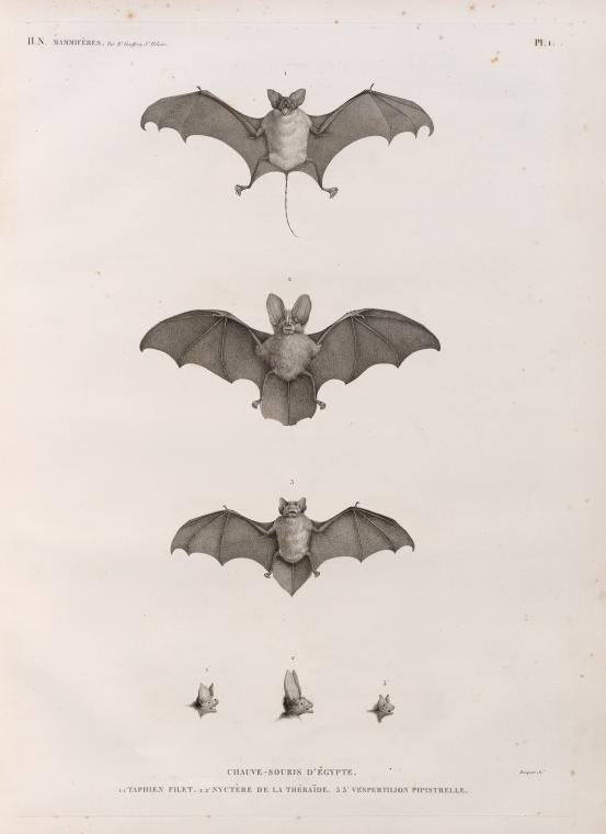 Zoologie. Mammifères. Chauve-souris d'Égypte. 1.1' Taphien filet; 2.2' Nyctère de la thébaïde; 3.3' Vespertilion pipistrelle.