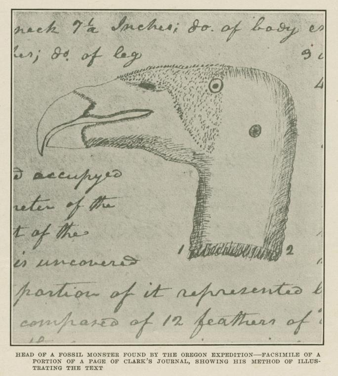 Head of a fossil monster found by the Oregon expedition--facsimile of a portion of a page of Clark's journal, showing his method of illustrating the text