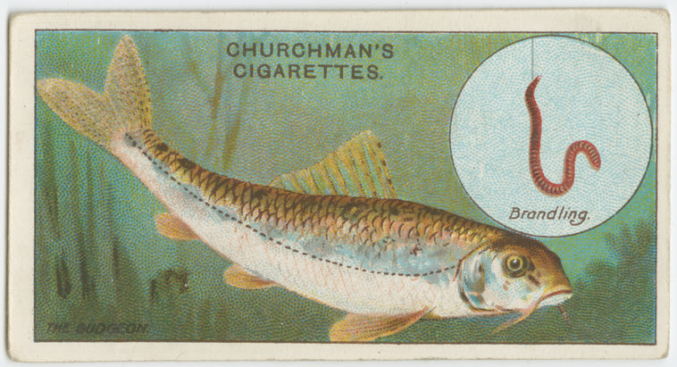 The gudgeon (Gobio fluviatilis).