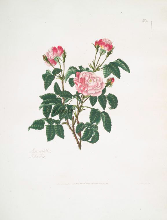 Rosa centifolia