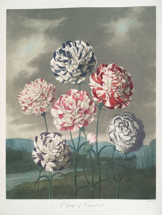 A group of carnations.