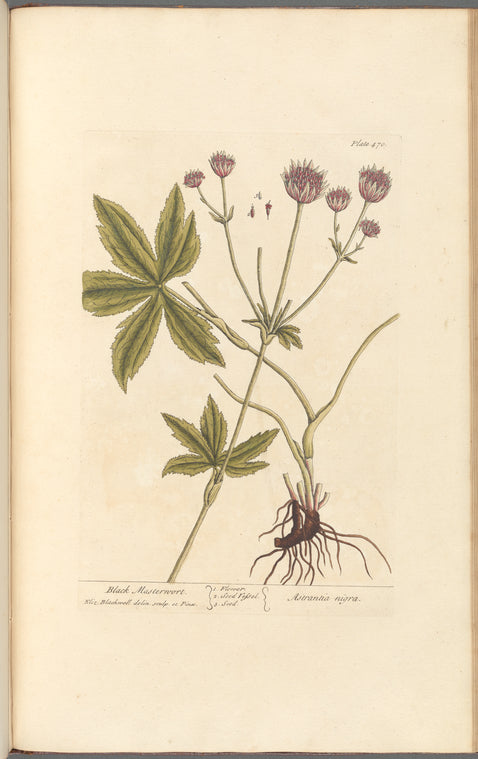 Black masterwort