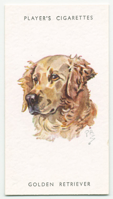 Golden Retriever.