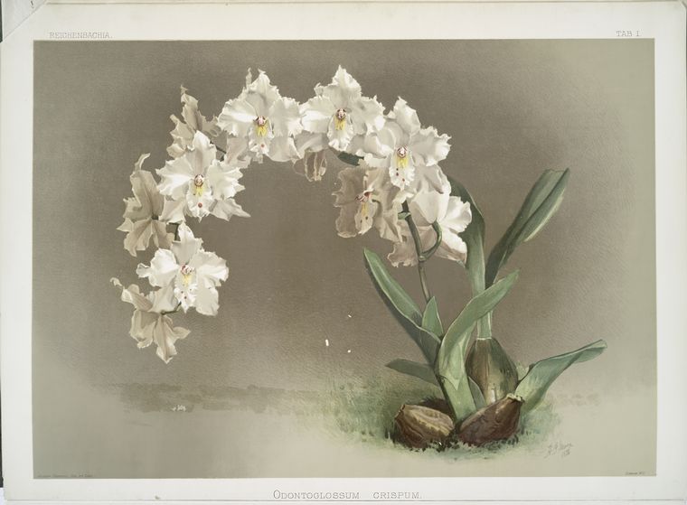 Odontoglossum crispum.