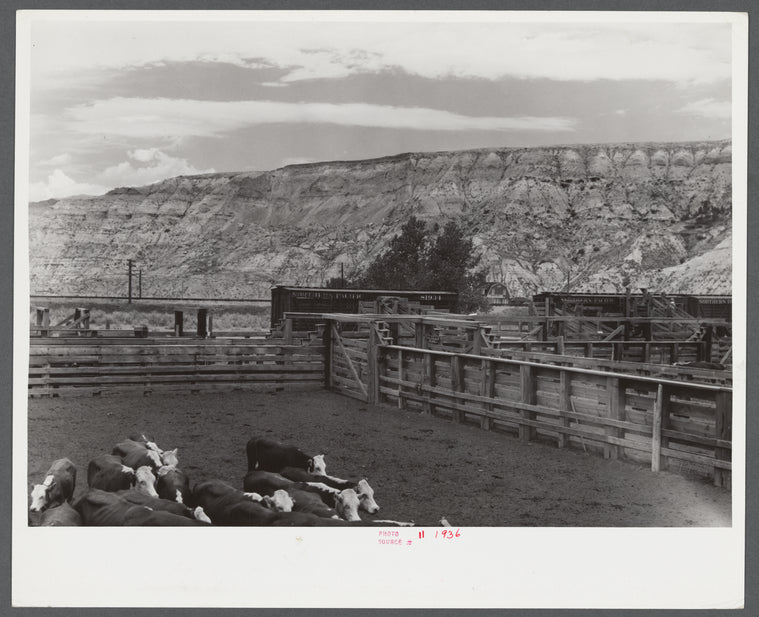 View of the corrals and some of the cattle at Medora, North Dakota.
