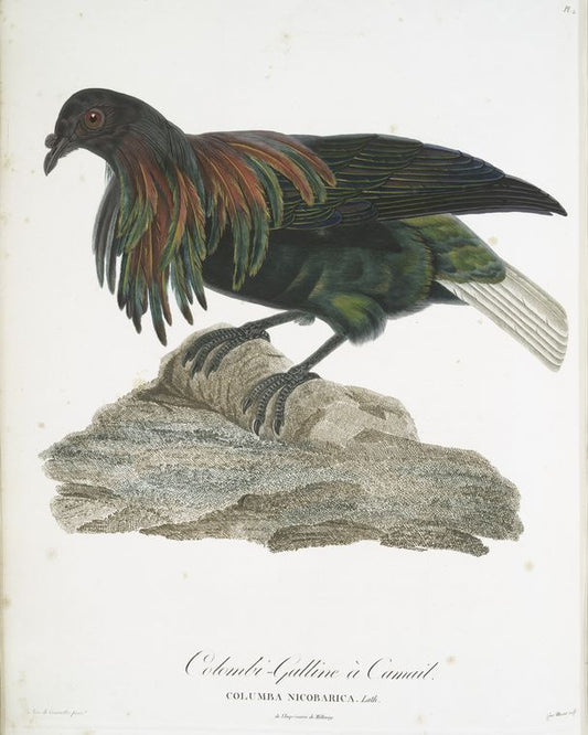 Les Colombi-Gallines: Colombi-Galline à Camail (Columba Nicobarica)